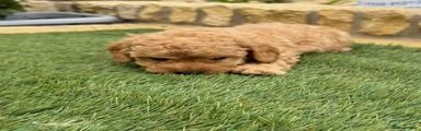 Cavapoo 7