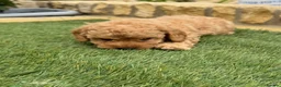 Cavapoo dogs for sale: Cavapoo puppies  - Advert 5