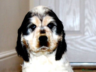 Cocker Spaniel dogs KC registered Show Cocker Spaniel - Advert 5