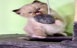 Ragdoll cats for sale: WORLD BEATIFUL RAGDOLL KITTEN/FIFe - Image 23