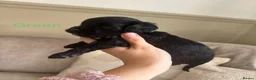 Cockapoo dogs for sale: Exceptional F1 Miniature Cockapoo Puppies  - Advert 14