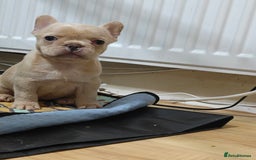 French Bulldog dogs for sale: Unique and Beautiful French bulldogs puppies  - Image 31