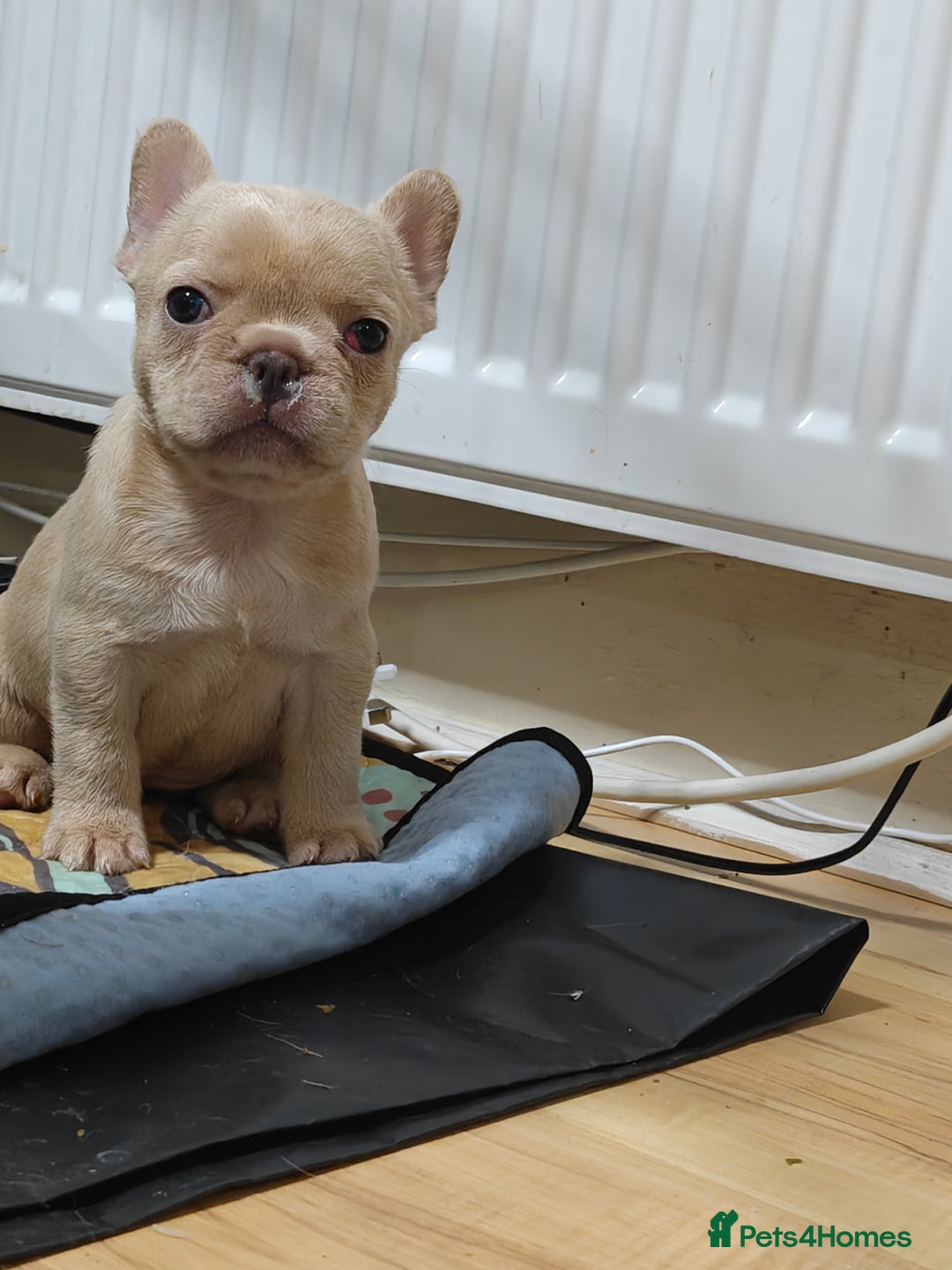 French Bulldog dogs for sale: Unique and Beautiful French bulldogs puppies  - Image 31