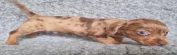 Mixed Breed dogs for sale: Minature Merle Dachshund x Puppies - Advert 8