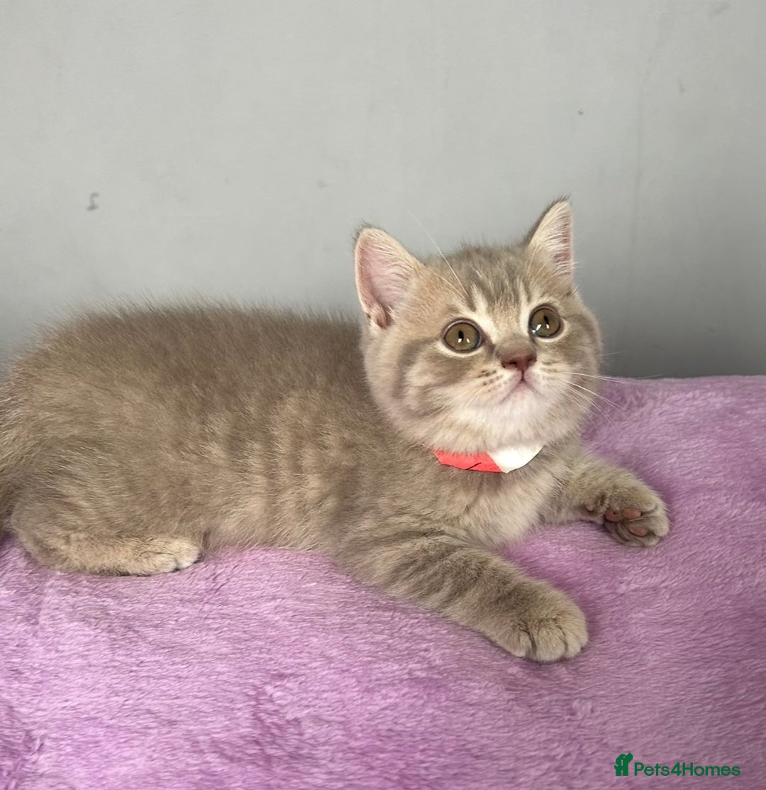 British Shorthair cats for sale: Gorgeous British Shorthair Kittens  - Image 6