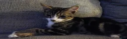 Mixed Breed cats for adoption: brother and sister looking for their forever home - Advert 5
