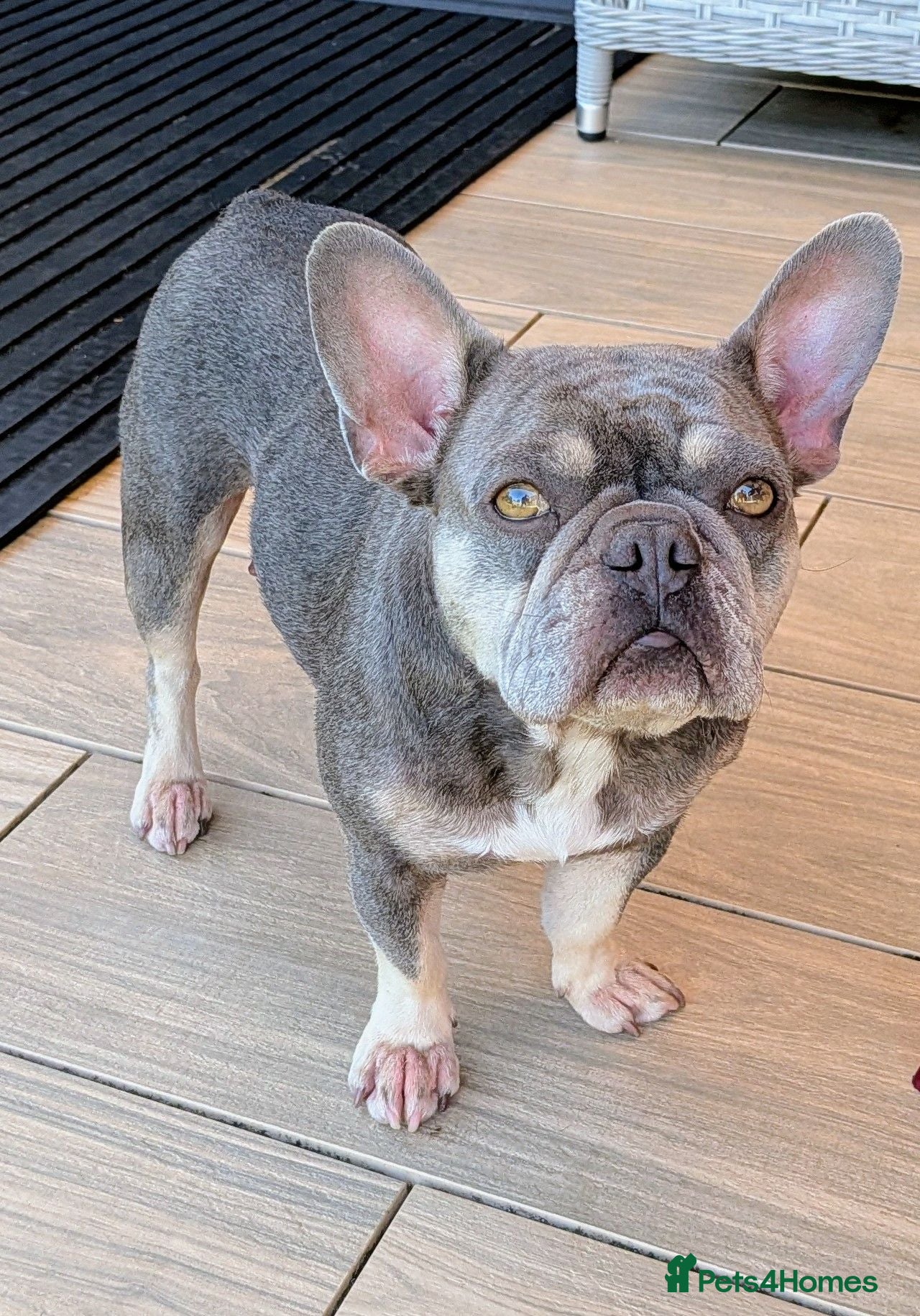 French Bulldog dogs French bulldog puppies Kennel Club registered  - Advert 2