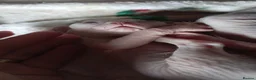 Sphynx cats for sale: Sphinx kittens - Advert 2