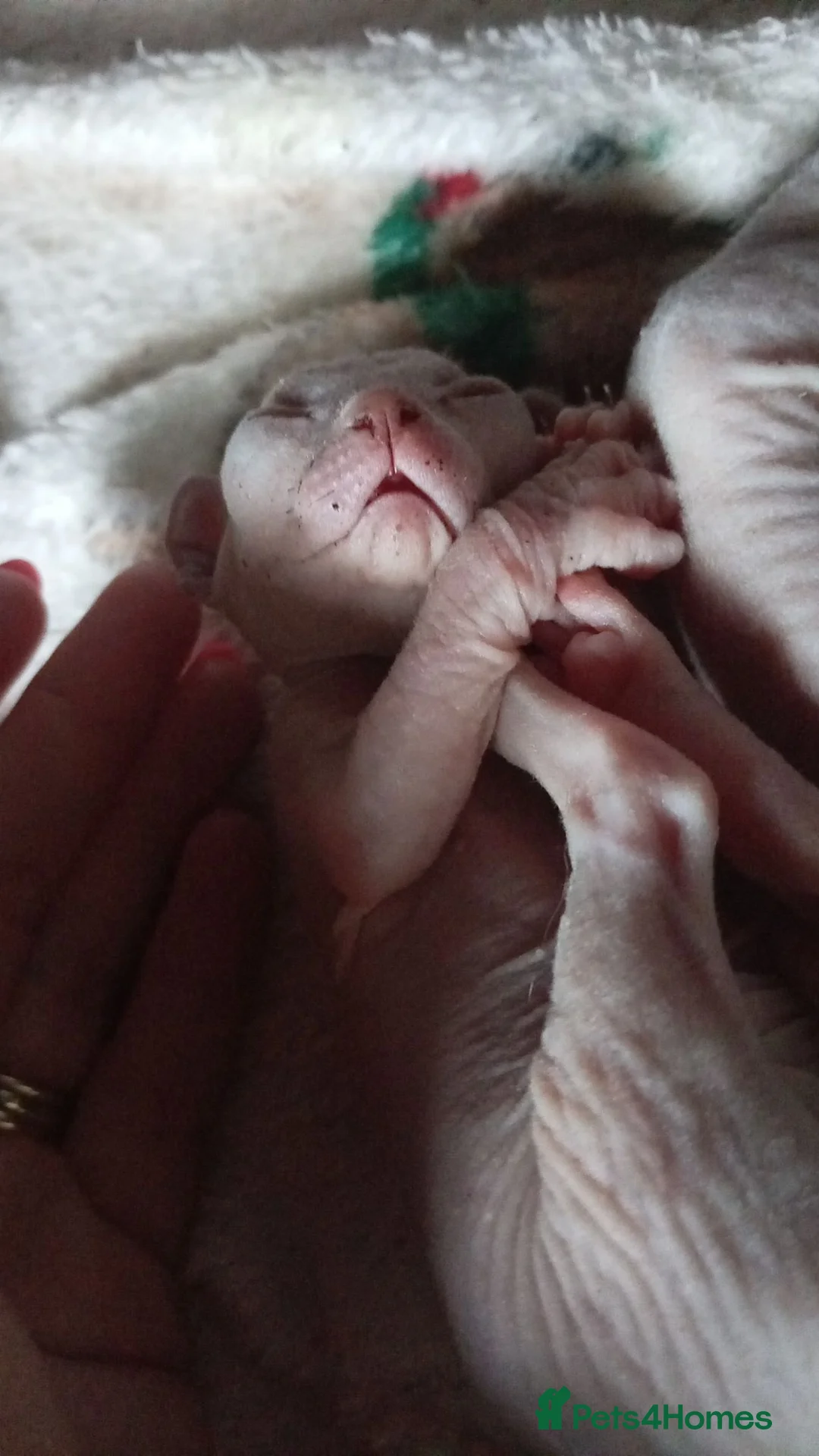 Sphynx cats for sale: Sphinx kittens - Advert 2