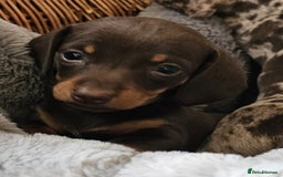 Miniature Dachshund dogs for sale: *CHAMPION LINES* Miniature Dachshund puppies - Image 4