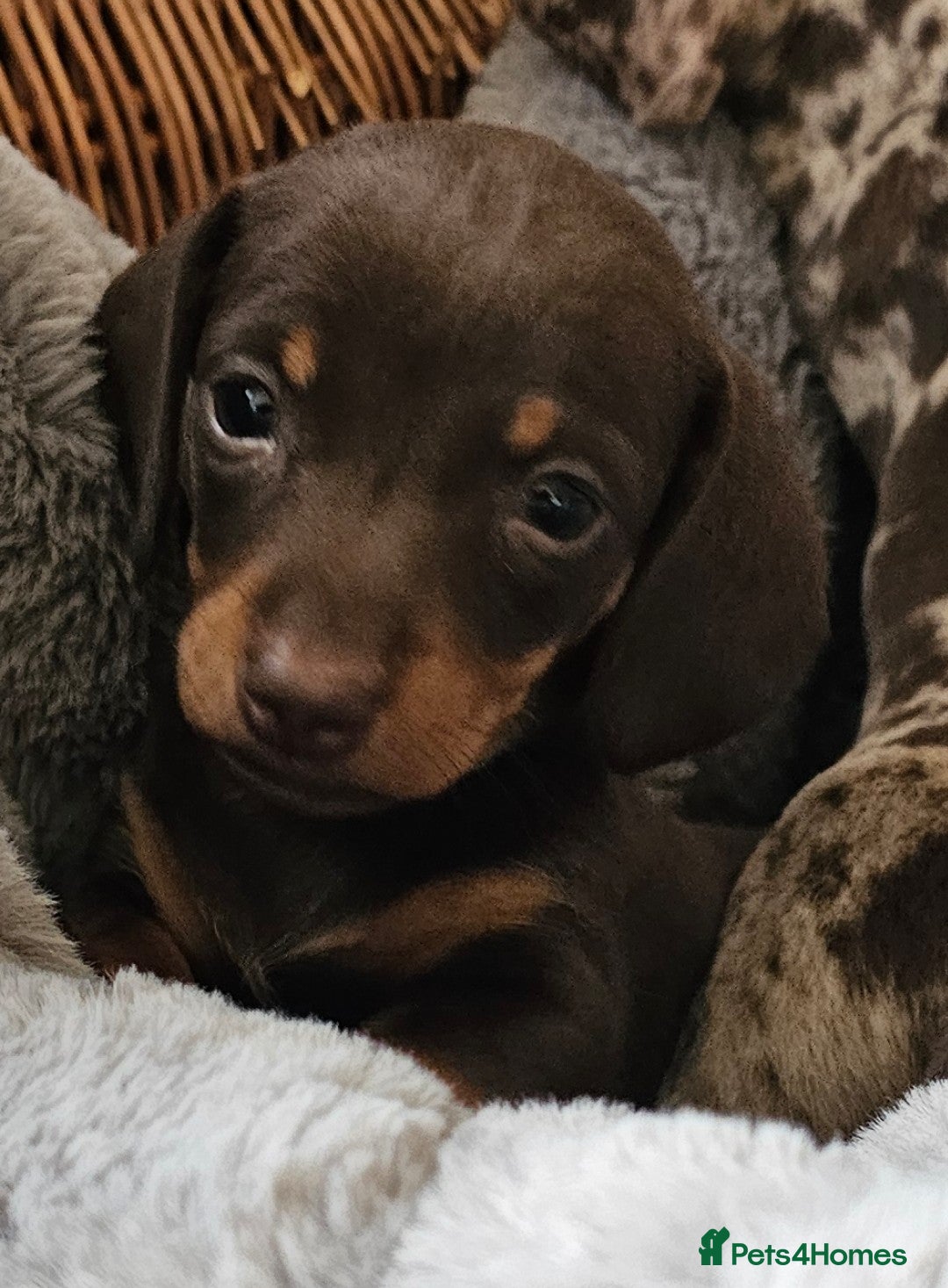 Miniature Dachshund dogs for sale: *CHAMPION LINES* Miniature Dachshund puppies - Image 4