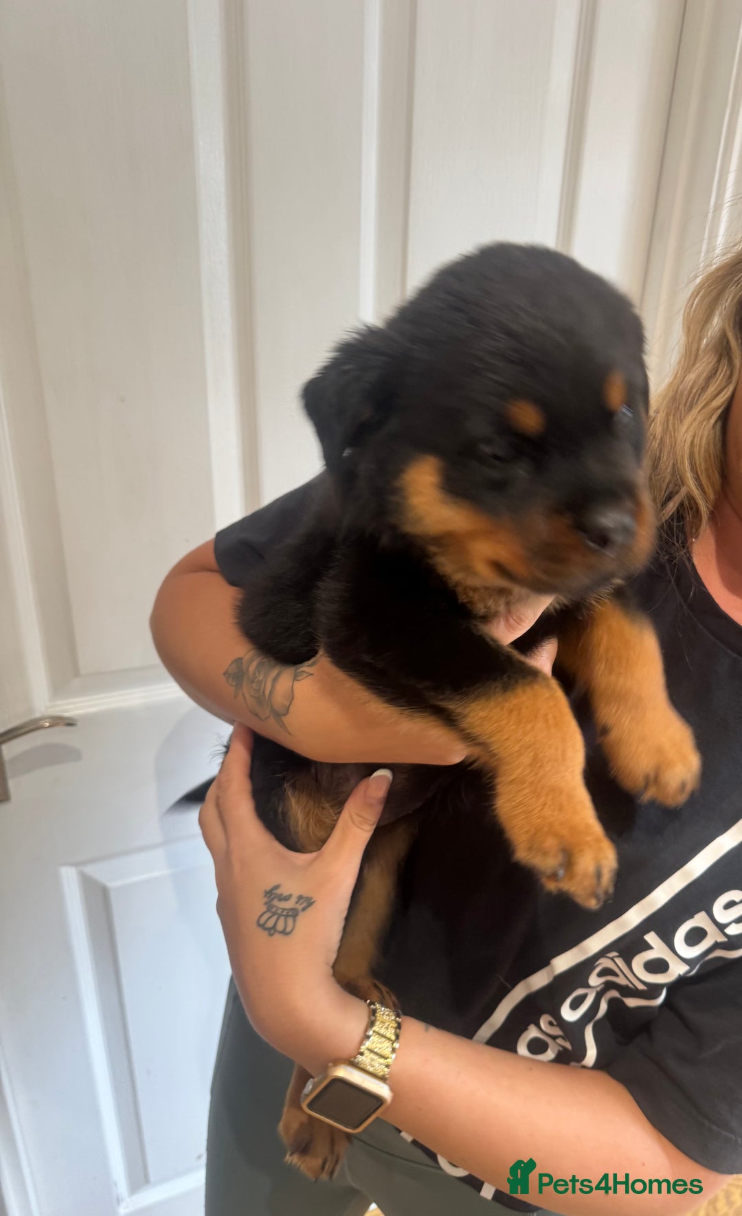 Rottweiler dogs for sale: Rottweiler chunky Puppies *READY TO LEAVE* - Image 4