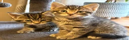 Ragcoon cats for sale: Beautiful friendly Maine coon x Ragdoll kittens in Bridgwater - Advert 3
