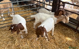 Goats livestock for sale: Boer Wethers - Image 3
