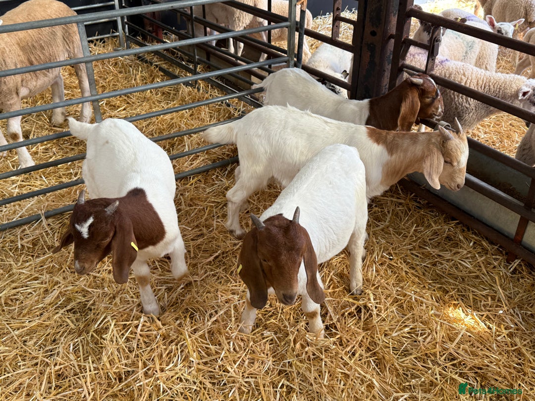 Goats livestock for sale: Boer Wethers - Image 3