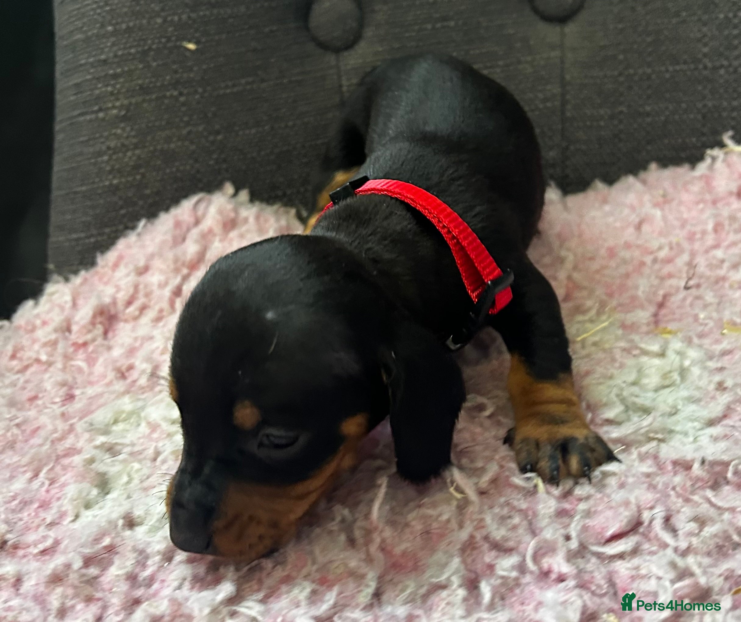 Dachshund dogs QUALITY KC STANDARD SMOOTH DAHSHUNDS  - Advert 2