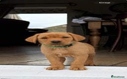 Labrador Retriever dogs for sale: 11 Exceptional Labrador Puppies - Image 9