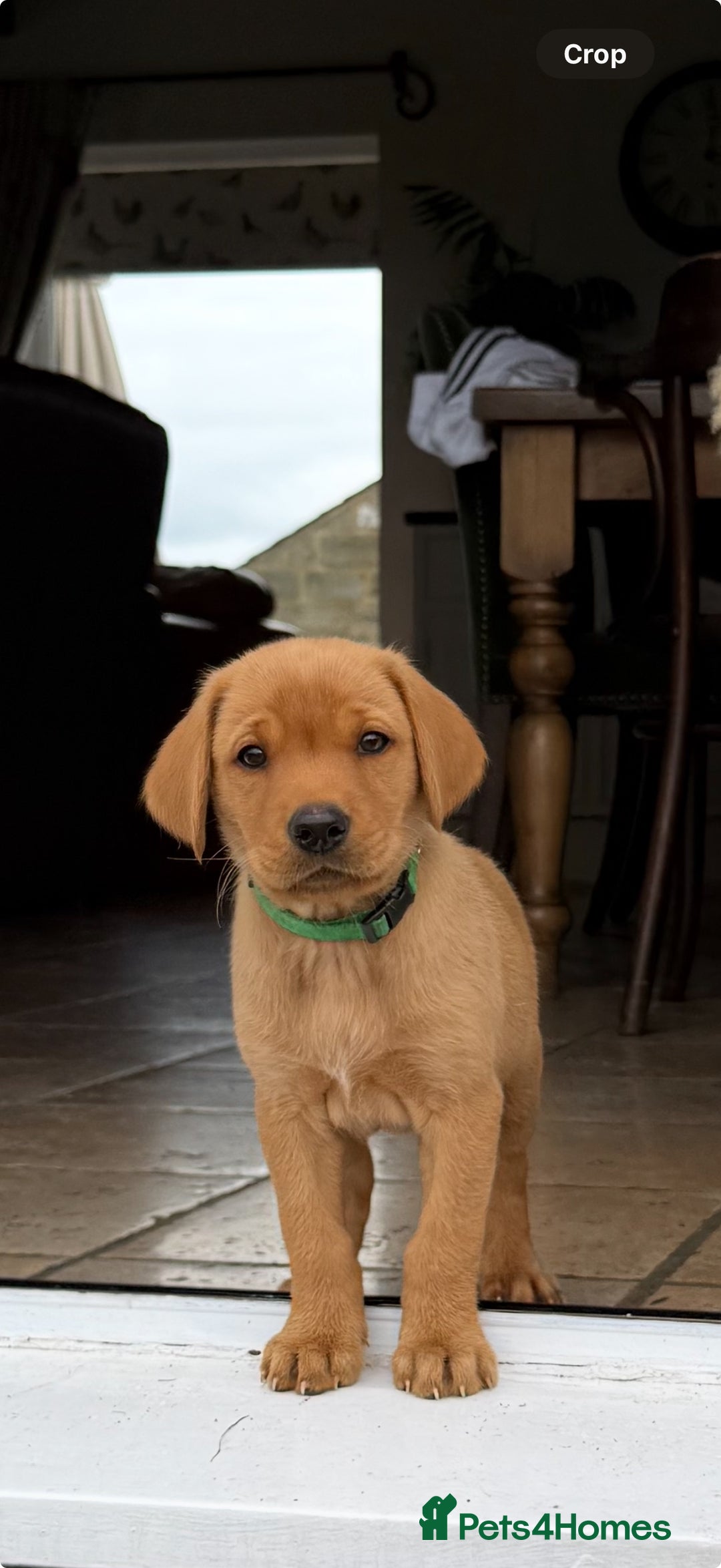 Labrador Retriever dogs for sale: 11 Exceptional Labrador Puppies - Image 9