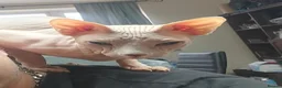 Sphynx cats for stud: Sphynx Stud Available for Mating - Advert 2