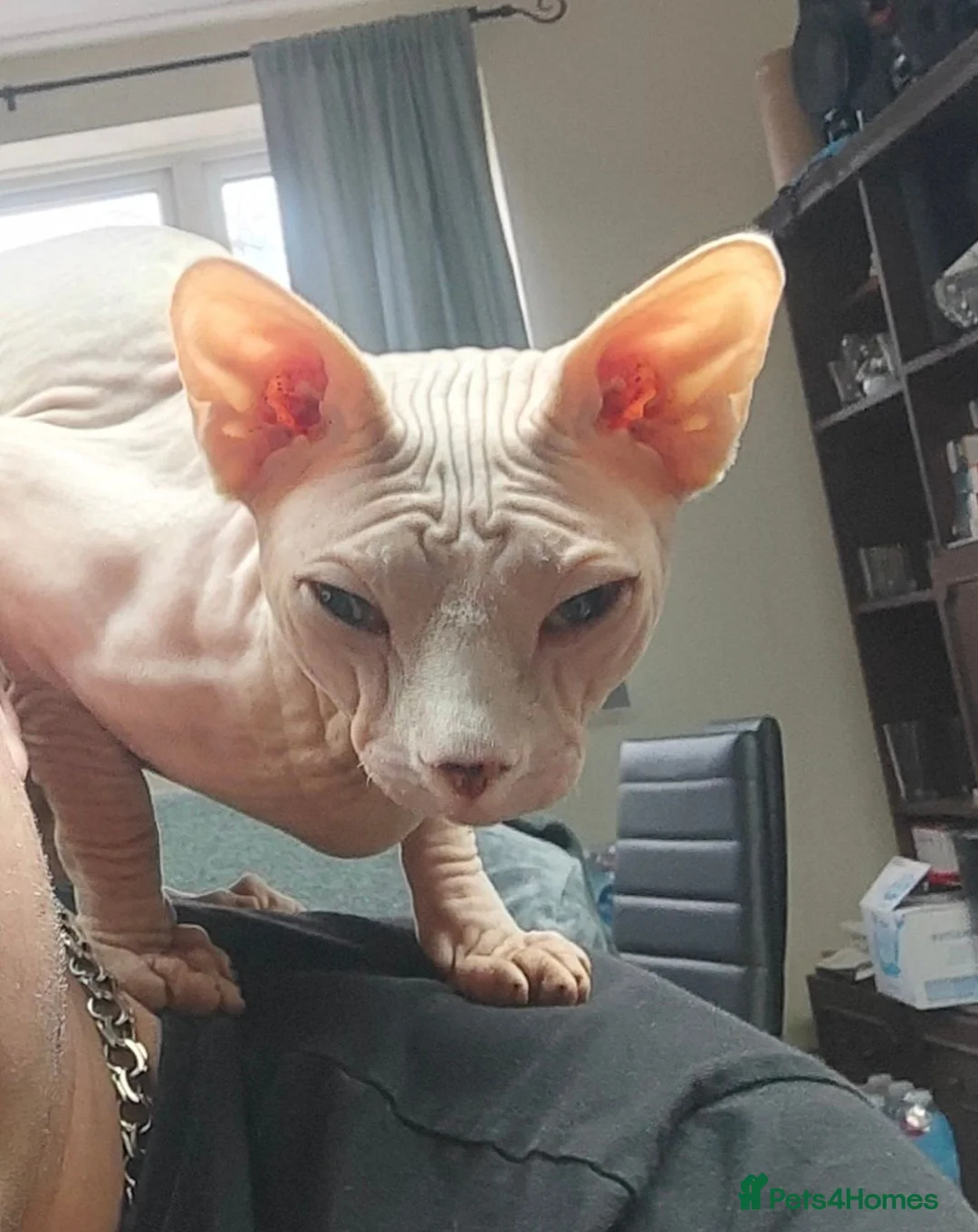 Sphynx cats for stud: Sphynx Stud Available for Mating - Advert 2