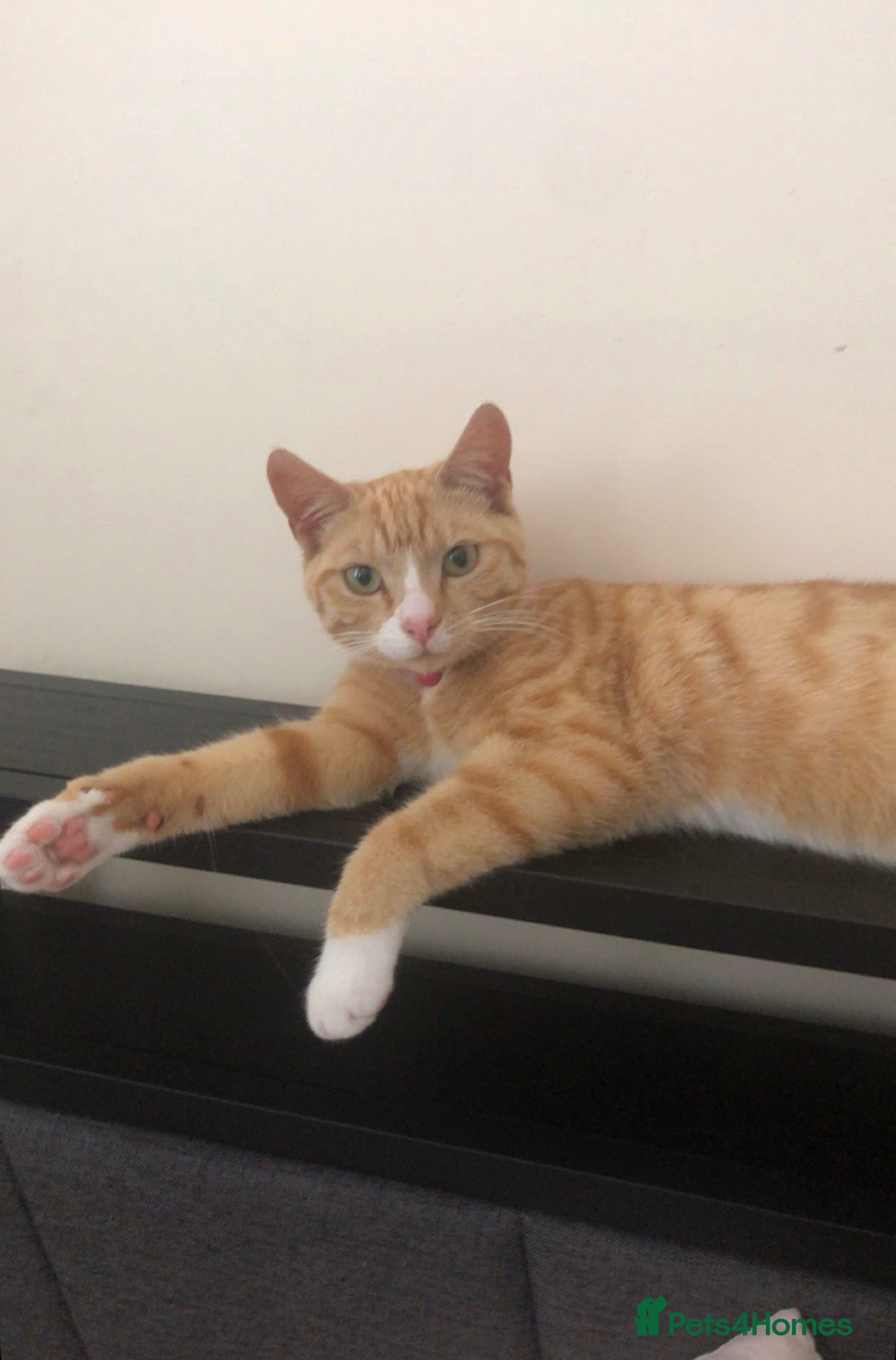 Mixed Breed cats Male kittens for sale  - Advert 15