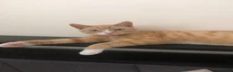 Mixed Breed cats for sale: Male kittens for sale  in Luton - Advert 1