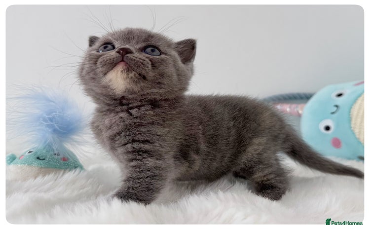 British Shorthair cats - Advert 2