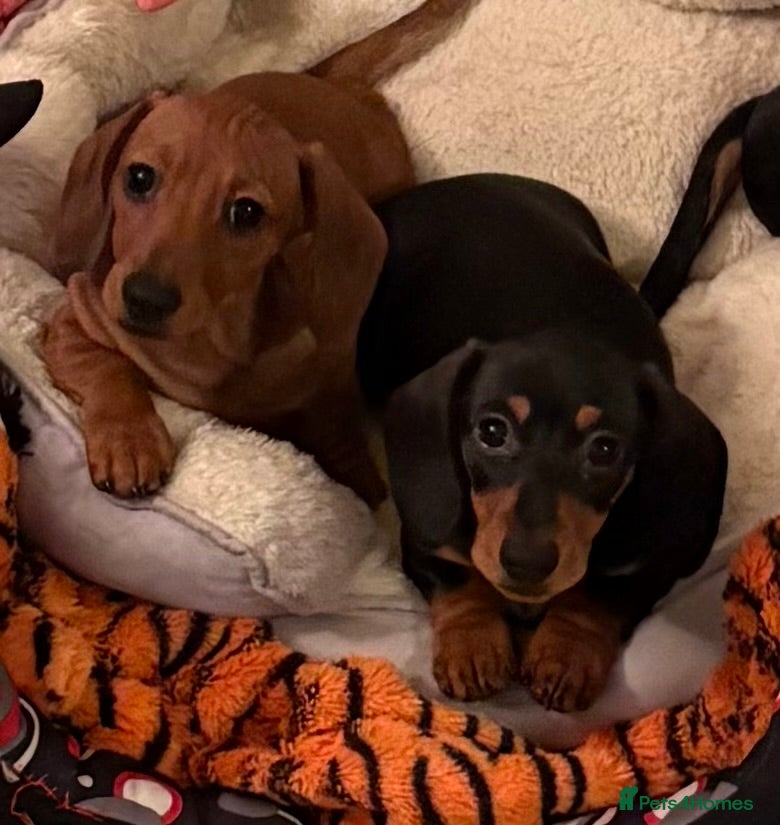 Miniature Dachshund dogs Vanitonia Miniature Smooth Dachshunds   - Advert 4