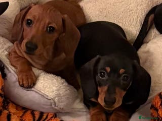 Miniature Dachshund dogs Vanitonia Miniature Smooth Dachshunds - Advert 11