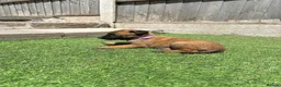 Belgian Shepherd Dog dogs for sale: KC Belgian Malinois Puppys for sale - Advert 14