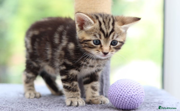 Mixed Breed cats - Advert 3