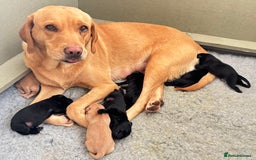 Labrador Retriever dogs for sale: Gorgeous Labrador Puppies - Image 1