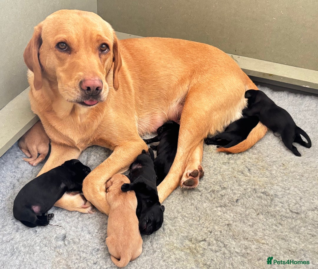 Labrador Retriever dogs for sale: Gorgeous Labrador Puppies - Image 1