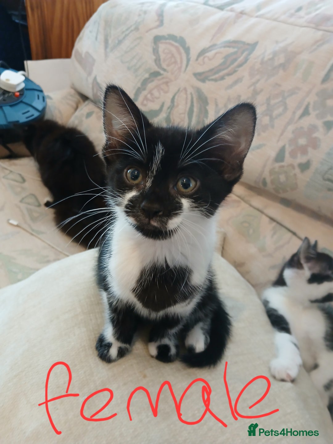 European cats for sale: 2 Female cats need to be sold urgently  - Image 3