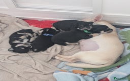 Chihuahua dogs for sale: Litter of Chihuahua pups - Image 3