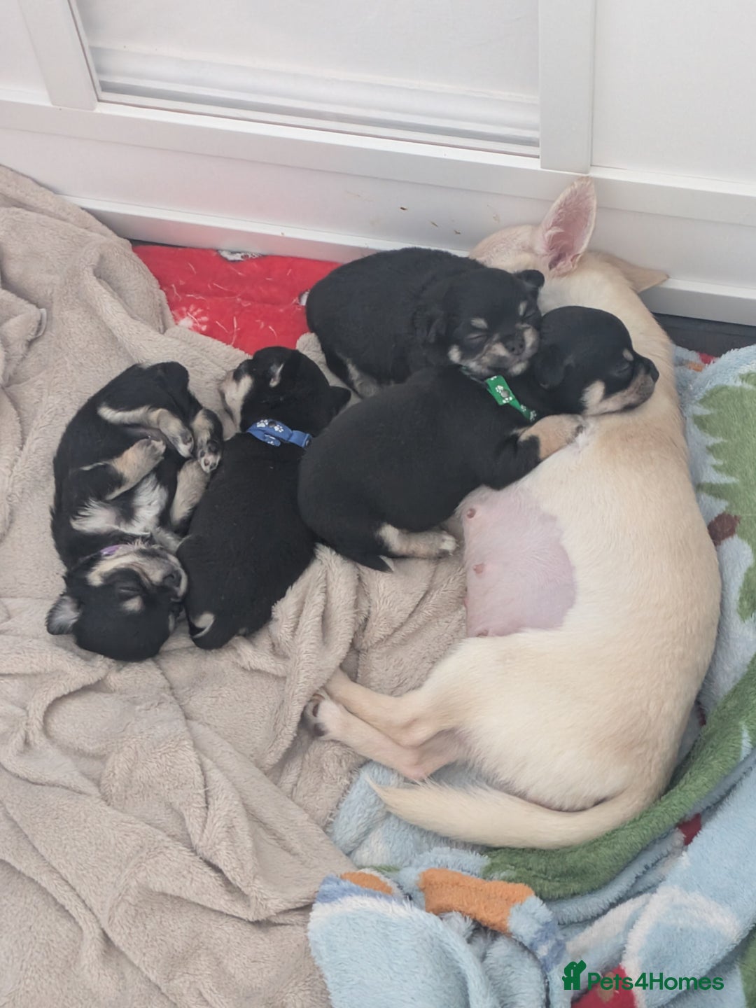 Chihuahua dogs for sale: Litter of Chihuahua pups - Image 3