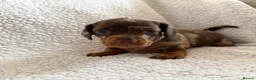 Miniature Dachshund dogs for sale: Stunning Miniature Dachshunds - Advert 11