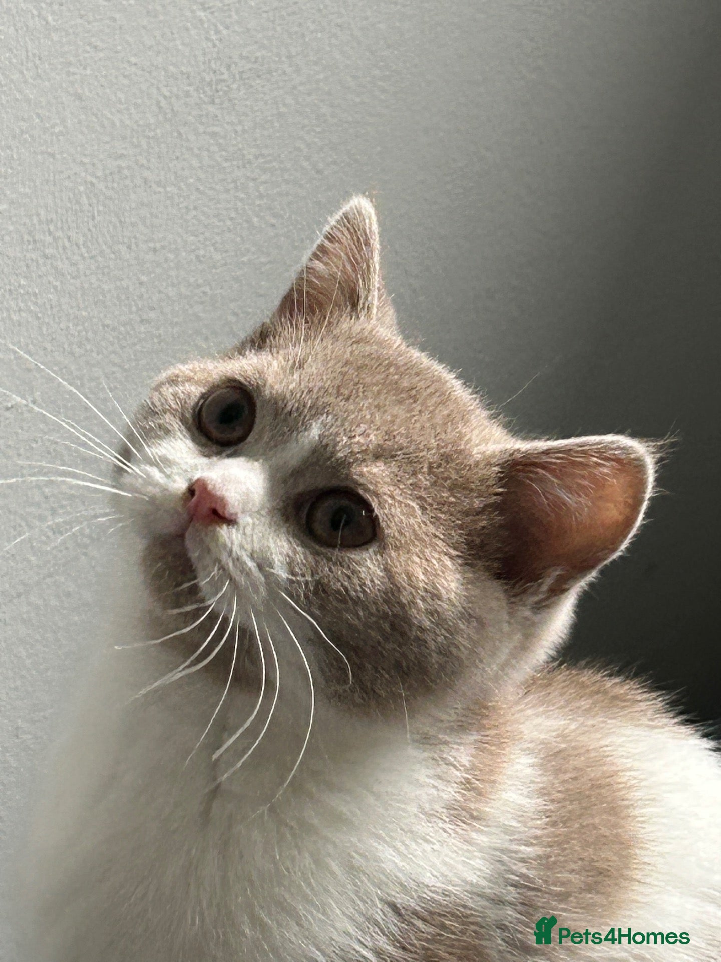 British Shorthair cats Last GCCF British’s shorthair ready now (female) - Advert 2
