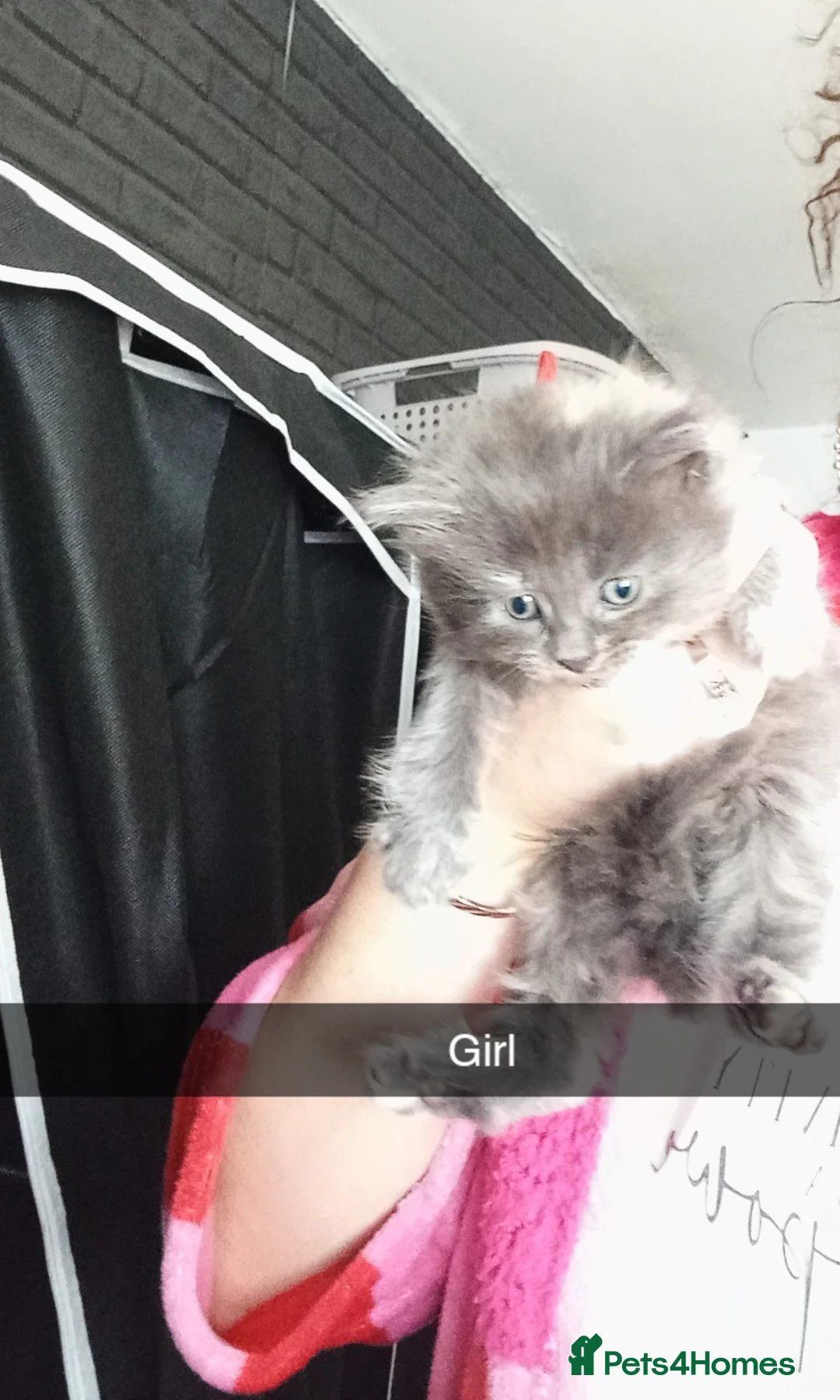 Burmese cats for sale: Kittens  - Advert 2