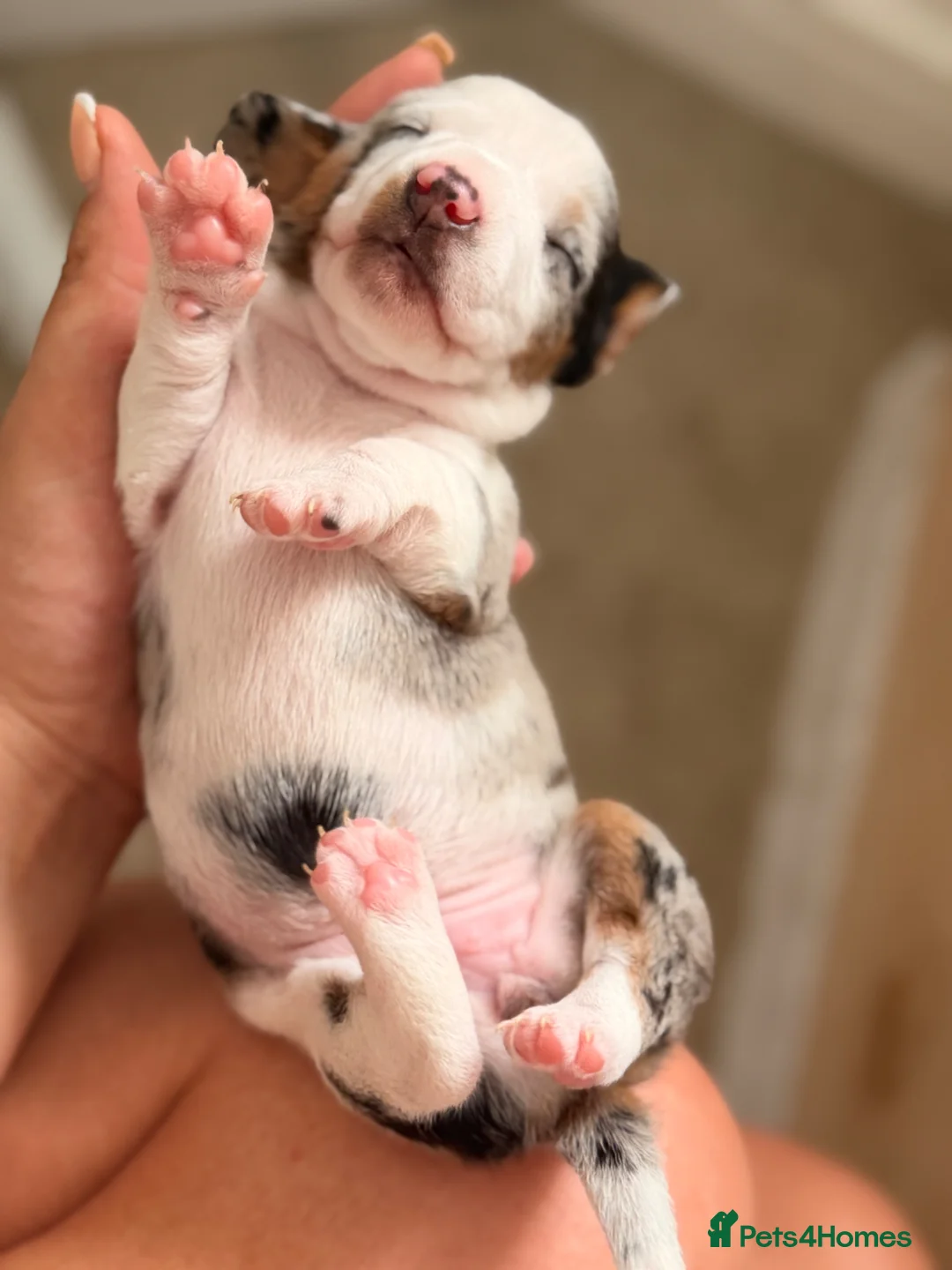 Miniature Dachshund dogs for sale: 5 beautiful miniature dachshunds  - Advert 7