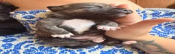 Mixed Breed dogs for sale: Sher Pei x Staffy Pups with lines of Pekinese  in Pontefract - Advert 7