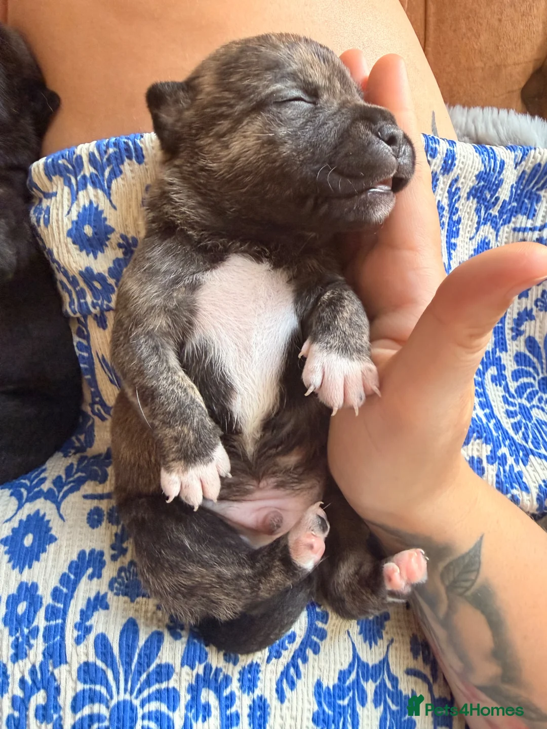 Mixed Breed dogs for sale: Sher Pei x Staffy Pups with lines of Pekinese  in Pontefract - Advert 7