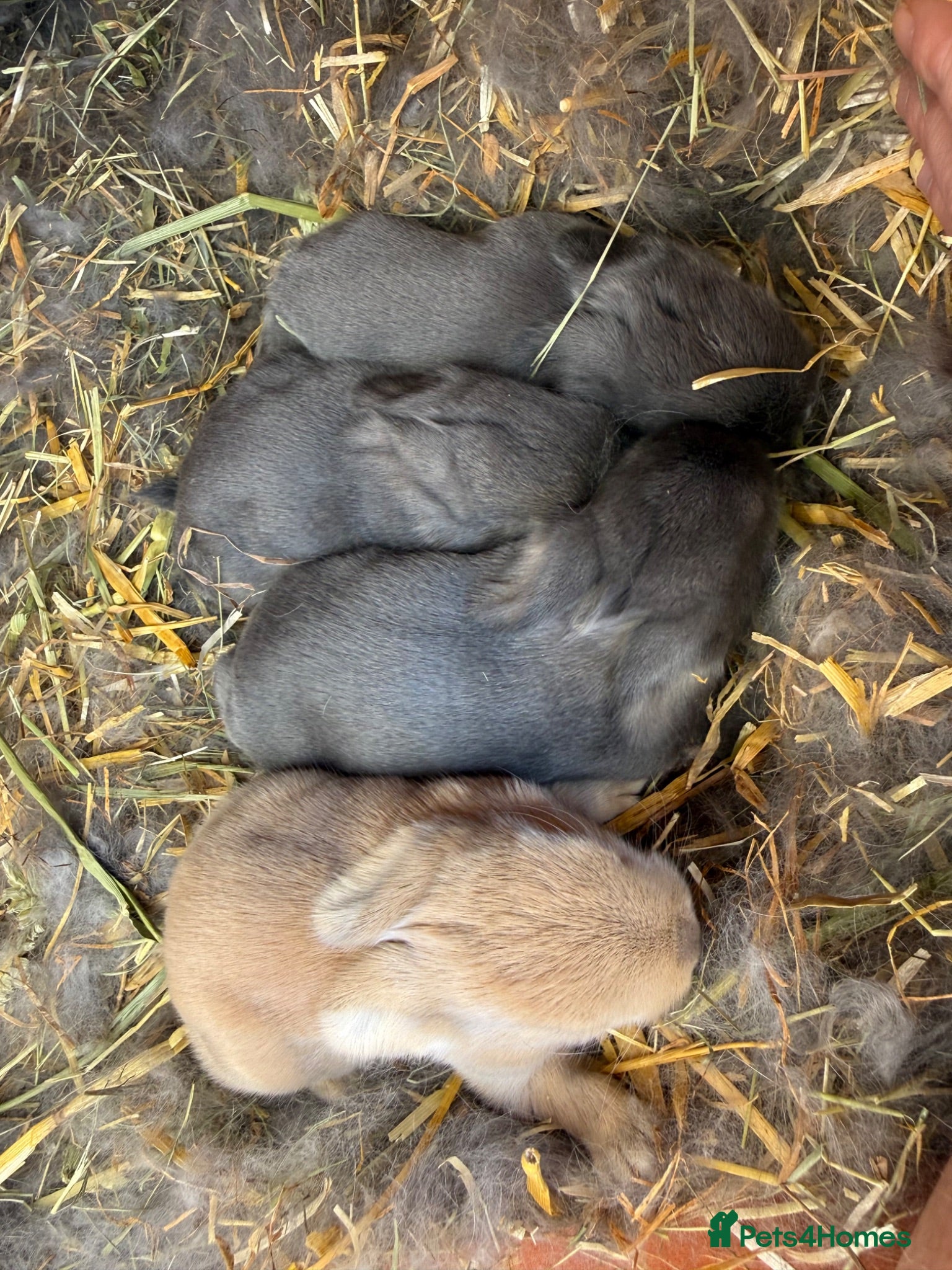 French Lop rabbits French Lop x Continental Giants 🩶🧡 - Advert 2