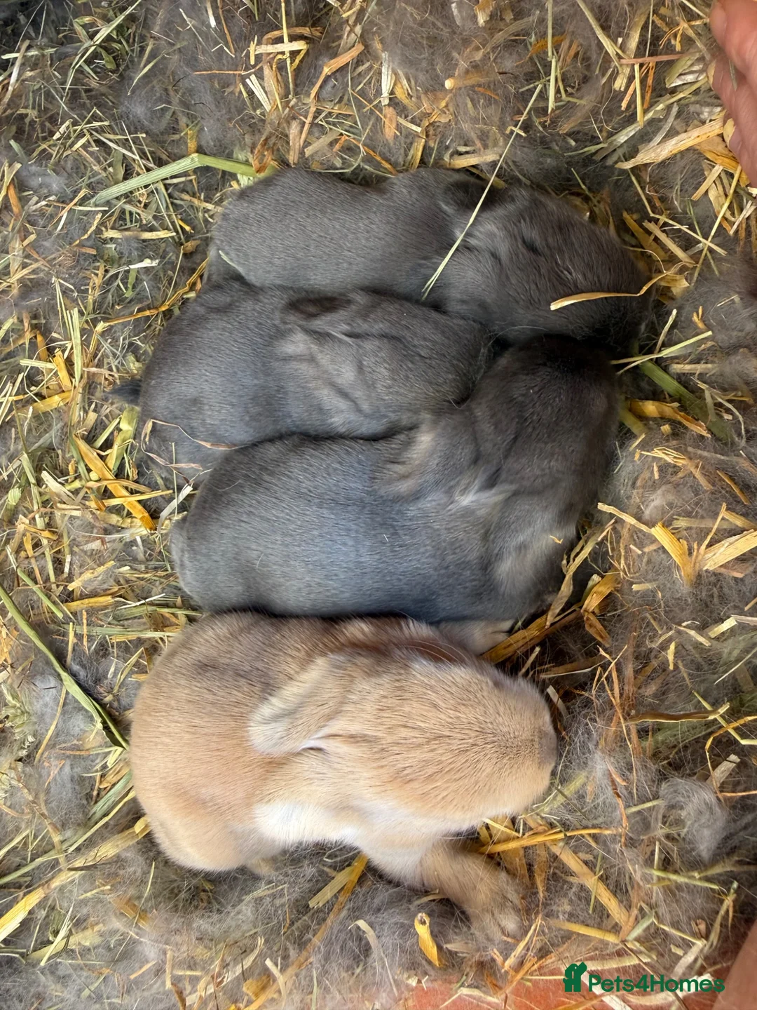 French Lop rabbits for sale: French Lop x Continental Giants 🩶🧡 - Advert 2