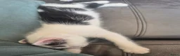Mixed Breed cats for sale: Male kittens in Northampton - Advert 13