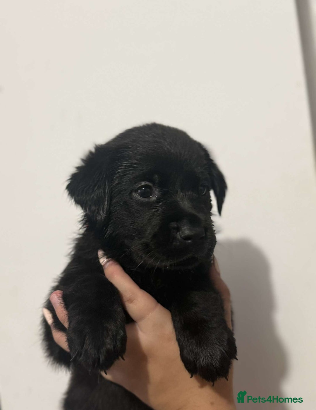 Labrador Retriever dogs for sale: Labrador puppies  - Image 6