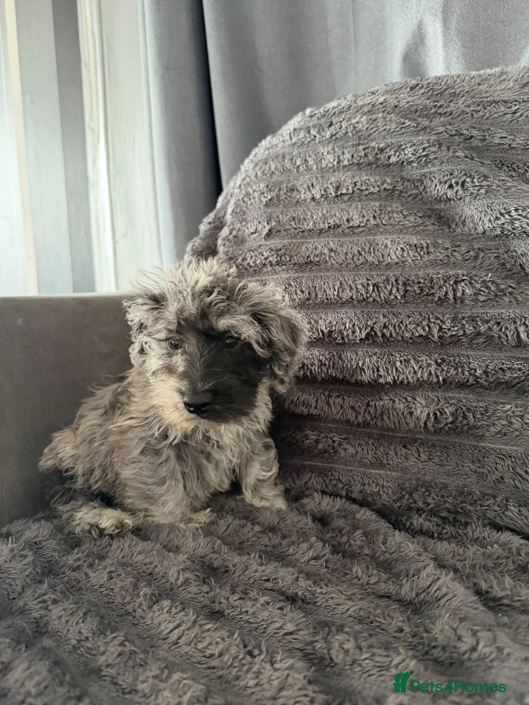 Schnoodle dogs for sale: Schnoodle puppies for sale  in Benfleet - Advert 4
