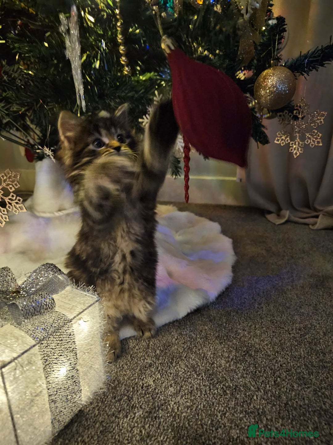 Siberian cats for sale: Beautiful Siberian Kitten – Baby Boy ✨ - Advert 6