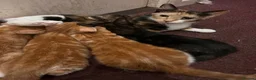 Mixed Breed cats for sale: 4 kittens in need of a loving family - Advert 19