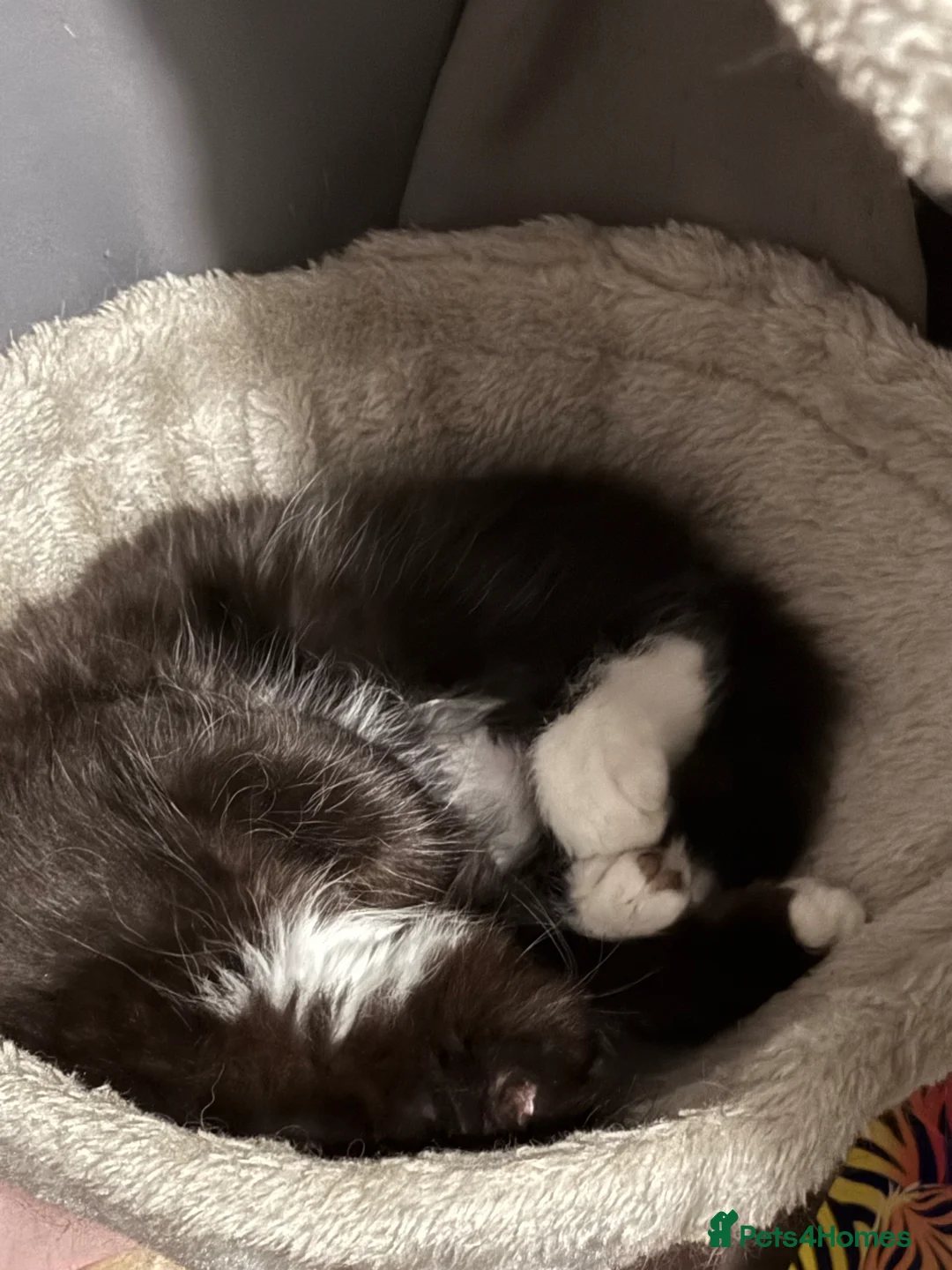 Mixed Breed cats for sale: 2 Male mixed breed kittens - Advert 10